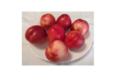 ＜2025年発送＞長野県信州直送　ネクタリン　約8kg(20～27玉)　_ 桃 もも 果物 フルーツ くだもの 人気 おすすめ 送料無料 産地直送 長野 信州 ネクタリン 【1576785】
