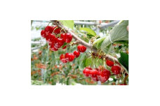 ＜2026年発送＞フルーツ王国信州中野産　さくらんぼ　紅秀峰　約1.5kg(約100g×15パック)【1577325】