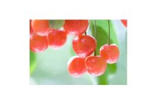 ＜2026年発送＞産地直送　信州中野産　さくらんぼ　紅秀峰　約800g(約200g×4パック)【1582372】