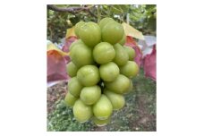 長野県中野市産のぶどう　2種食べ比べセット　計1kg(2～3房)【1609757】