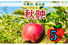 【先行予約】秋映（あきばえ）【約5ｋｇ(12〜18玉)】(7-A23-2)