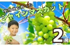 【先行予約】<令和7年産>飯山市産 シャインマスカット2房（約1kg以上）(7-A32)
