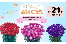 【期間限定】奥信濃飯山～木内ファームの盆花アスターセット～（7-A34）