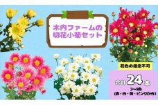 奥信濃飯山 ～木内ファームの切花小菊セット～【期間限定】（7-A33）