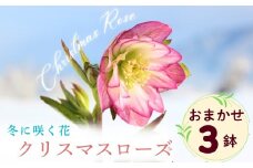【期間限定】冬に咲く『 クリスマスローズ 』（3鉢セット）《2026年月2月中旬以降に発送予定》（7-A40-2）