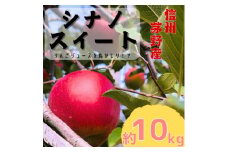 りんご シナノスイート 約10kg (24～36玉) 長野県茅野市　八ヶ岳 蓼科 信州のりんご【1555664】