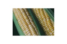　＜先行予約＞朝採れ 八ヶ岳生とうもろこし 10本〈2026年7月下旬～9月下旬発送予定〉【1574950】