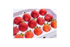＜天空のいちご＞おまかせ2～3品種(LL～3Lサイズ/15玉入り×1箱)＜6月より順次発送＞【1552285】