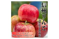 ＜2025年先行受付＞長野直送!信州八ヶ岳のりんごシナノリップ約5kg(12～18玉)蓼科高原果物【1605265】