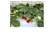 長野県茅野市産　いちご　キッツ苺/信大BS8-9  500g (250g×2パック)【1596532】