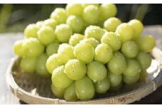 【ご家庭用】 【数量限定】 農家さん応援企画！！ シャインマスカット 1.8kg 2025年9月下旬～順次発送予定 塩尻市産 | シャイン ぶどう 葡萄 ブドウ くだもの 果物 フルーツ マスカット しゃいん ますかっと 先行 先行予約 旬 塩尻 長野 信州