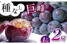 【先行予約】《寄附金額改定しました！》長野県産 種なし 巨峰 2房 （ 約 1kg ）【9月中旬頃～発送予定】 | 果物 くだもの フルーツ 葡萄 ぶどう ブドウ 長野県 塩尻市