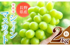 【 ご家庭用 】【先行予約】 シャインマスカット 約 2kg【9月下旬頃～発送予定】 | 果物 くだもの フルーツ 葡萄 ぶどう ブドウ マスカット シャインマスカット 長野県 塩尻市