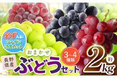 【ご家庭用】【先行予約】シャインマスカット の 入った お任せ ブドウ セット【9月下旬頃～発送予定】 | 果物 くだもの フルーツ 葡萄 ぶどう ブドウ マスカット シャインマスカット おまかせ セット 長野県 塩尻市