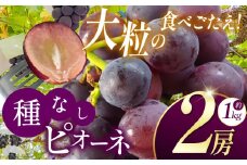 【先行予約】《寄附金額改定しました！》長野県産 絶品！ 種なしピオーネ 2房【9月中旬頃～順次発送予定】| 果物 くだもの フルーツ 葡萄 ぶどう ブドウ ピオーネ 種無し 長野県 塩尻市