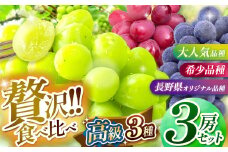 【先行予約】【9月中旬頃～発送予定】 シャインマスカット・ナガノパープル・クイーンルージュ® 3房セット | 果物 くだもの フルーツ 葡萄 ぶどう ブドウ ナガノ パープル クイーンルージュ® シャイン マスカット 長野県 塩尻市