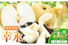 【先行予約】《寄附金額改定しました！》爽やかな甘みとシャリ感！長野県産 幸水 約5kg（ 12 ～ 14 玉 ）【８月下旬頃～発送予定】| 果物 くだもの フルーツ 梨 なし ナシ 幸水 シャキシャキ 甘い さっぱり ジューシー 長野県 塩尻市
