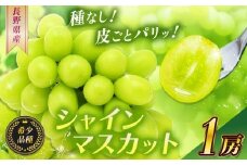 【2025年 先行予約】 シャインマスカット１房【10月中旬頃より発送予定】 | シャイン ぶどう 葡萄 ブドウ くだもの 果物 フルーツ マスカット しゃいん ますかっと 先行 先行予約 長野県 塩尻市