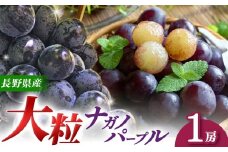 【先行予約】【９月上旬頃～発送予定】 ナガノパープル（1房） | 果物 くだもの フルーツ 葡萄 ぶどう ブドウ ナガノ パープル 長野県 塩尻市