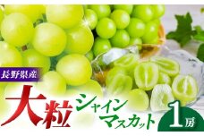【先行予約】【９月上旬頃～発送予定】 シャインマスカット （1房） | 果物 くだもの フルーツ 葡萄 ぶどう ブドウ シャインマスカット 長野県 塩尻市