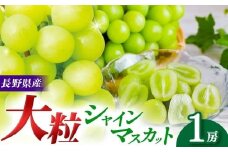 【先行予約】【９月上旬頃～発送予定】 シャインマスカット （1房） | 果物 くだもの フルーツ 葡萄 ぶどう ブドウ シャインマスカット 長野県 塩尻市