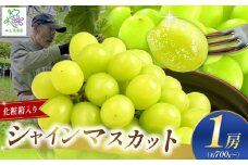 【先行予約】シャインマスカット1房【化粧箱入り】ギフトや贈答用に！【9月中旬頃～順次発送予定】| 果物 くだもの フルーツ 葡萄 ぶどう ブドウ マスカット シャインマスカット ギフト プレゼント 贈答用 化粧箱 長野県 塩尻市