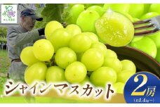 【先行予約】シャインマスカット2房【9月中旬頃～順次発送予定】| 果物 くだもの フルーツ 葡萄 ぶどう ブドウ マスカット シャインマスカット 通常箱 長野県 塩尻市