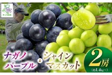 【先行予約】ナガノパープル1房とシャインマスカット1房 詰め合わせ【9月中旬頃～順次発送予定】| 果物 くだもの フルーツ 葡萄 ぶどう ブドウ マスカット シャインマスカット ナガノパープル 通常箱 長野県 塩尻市