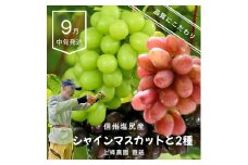 【先行予約】クイーンルージュ®1房とシャインマスカット1房 詰め合わせ【9月中旬頃～順次発送予定】| 果物 くだもの フルーツ 葡萄 ぶどう ブドウ マスカット シャインマスカット 通常箱 長野県 塩尻市