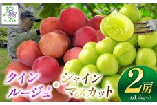 【先行予約】クイーンルージュ®1房とシャインマスカット1房 詰め合わせ【9月中旬頃～順次発送予定】| 果物 くだもの フルーツ 葡萄 ぶどう ブドウ マスカット シャインマスカット 通常箱 長野県 塩尻市