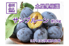 【先行予約】サンプルーン 約2kg (北海道、沖縄、離島への配送不可)〈出荷時期:2025年9月1日出荷開始～2025年9月30日出荷終了〉【 プルーン 生プルーン 健康 美容 ギフト 家庭用 おすそ分け 贈り物 お取り寄せ 生果実 長野県 佐久市 旬彩 】