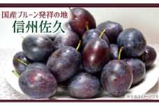 信州産プルーン『サンプルーン』約2kg（2025年9月15日～30日出荷／北海道・沖縄・離島は配送不可）長野県 旬彩 果物 フルーツ【 長野県プルーン生産の発祥地　やや小粒　糖度は18％前後　酸味の少ない品種 長野県 佐久市 】
