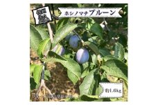 【先行予約・2025年9月下旬以降発送】令和7年産ホシノマチプルーン 約1.6kg（沖縄県・離島は発送不可）プルーン栽培発祥の地【 プルーン 最初に栽培された品種 適度な甘さ　サンプルーン 最も広く親しまれている品種 長野県 佐久市 】