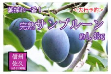 【先行予約】長野県産 サンプルーン 約1.8kg 〈2025年9月3日～25日出荷／ 北海道・沖縄・離島は配送不可＞信州　果物　スモモ　旬彩　期間限定【 フルーツ プルーン 長野県 佐久市 旬彩 】