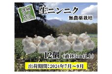 生ニンニク　12個（直径5cm以上）　にんにく　無農薬栽培　ホワイト六片種　最高級　野菜　長野県産〈出荷時期:2024年7月1日出荷開始～10月31日出荷終了〉【 安心安全 長野県 佐久市 】