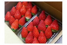 【期間限定】朝穫れ直送!イチゴ約1kg（北海道・沖縄県・離島は発送不可）4種類のイチゴから厳選 苺 ストロベリー 【 イチゴ 産直 新鮮 フルーツ （長野県佐久市産）井上寅雄農園 長野県 佐久市 旬彩 】