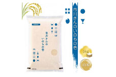 【令和6年産】特別栽培米 市川さんのいのちの壱【白米5kg】 精米 コメ 信州 希少 おいしい ごはん【 米 コメ 備蓄品 備蓄米 長野県 佐久市 株式会社ゆうき 】