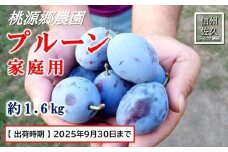【期間限定】桃源郷のプルーン　家庭用　約1.6kg　（2025年9月30日まで出荷／北海道・沖縄・離島は配送不可）　フルーツ　産地直送　旬　信州　長野　佐久市　旬彩　品種指定なし