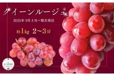 【2025年先行予約】 種なしぶどう クイーンルージュ®(長野県オリジナル品種) 約1kg (2 ~ 3房)  赤ぶどう 葡萄 ブドウ マスカット 種無し 皮ごと 長野県産 千曲市 信州