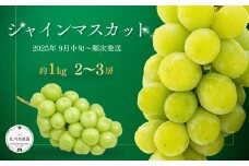 【2025年先行予約】 シャインマスカット 約1kg(2房 ~ 3房) 葡萄 ブドウ 白ぶどう 種無し 種なし 皮ごと 千曲市 長野県 信州