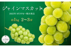  シャインマスカット 約1kg(2房 ~ 3房) 葡萄 ブドウ 白ぶどう 種無し 種なし 皮ごと 千曲市 長野県 信州