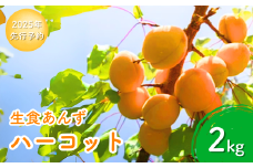 【2025年先行予約】あんず ハーコット(生食/皮ごとOK) 約2kg 杏子 アプリコット 生食用 千曲市産 長野県 信州