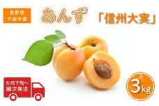【2025年先行予約】あんず 信州大実(長野県オリジナル品種) 約3kg 杏子 アプリコット 千曲市産 長野県 信州
