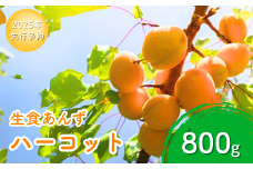 あんず ハーコット(生食/皮ごとOK)  約800g 杏子 アプリコット 生食用 千曲市産 長野県 信州