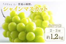  シャインマスカット 約1kg ~ 1.2kg(2房 ~ 3房) 葡萄 ブドウ 白ぶどう 種無し 種なし 皮ごと 千曲市 長野県 信州
