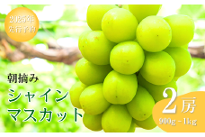 【2025年先行予約】 シャインマスカット 朝摘み（900g ~ 1kg 2房） 葡萄 ブドウ 白ぶどう 朝採り 種無し 種なし 皮ごと 千曲市 長野県 信州