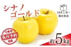 【2025年先行予約】りんご シナノゴールド(長野県オリジナル品種) 約5kg 林檎 千曲市 長野県産 信州