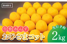 【2025年先行予約】あんず おひさまコット(生食/皮ごとOK)  約2kg 杏子 アプリコット 生食用 千曲市産 長野県 信州