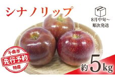 【2025年先行予約】りんご シナノリップ(長野県オリジナル品種) 約5kg 林檎 千曲市 長野県産 信州