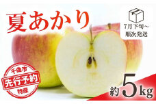 【2025年先行予約】りんご 夏あかり(長野県オリジナル品種) 約5kg 林檎 りんご 長野県 千曲市 信州
